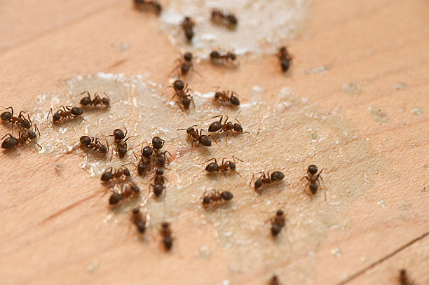Best Pest Inspection Near Me  in Snow Hill, MD