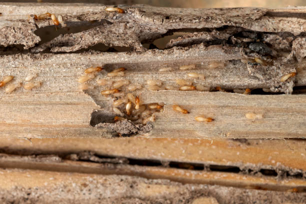 Best Termite Control Services  in Snow Hill, MD
